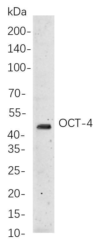Recombinant Oct-4 Monoclonal Antibody-searchlist-1