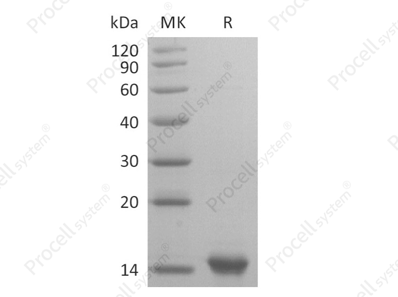 IL-31, Human, Recombinant