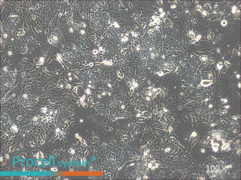 CL-11 Cell Complete MediumCL-11 Cell Complete Medium - 3