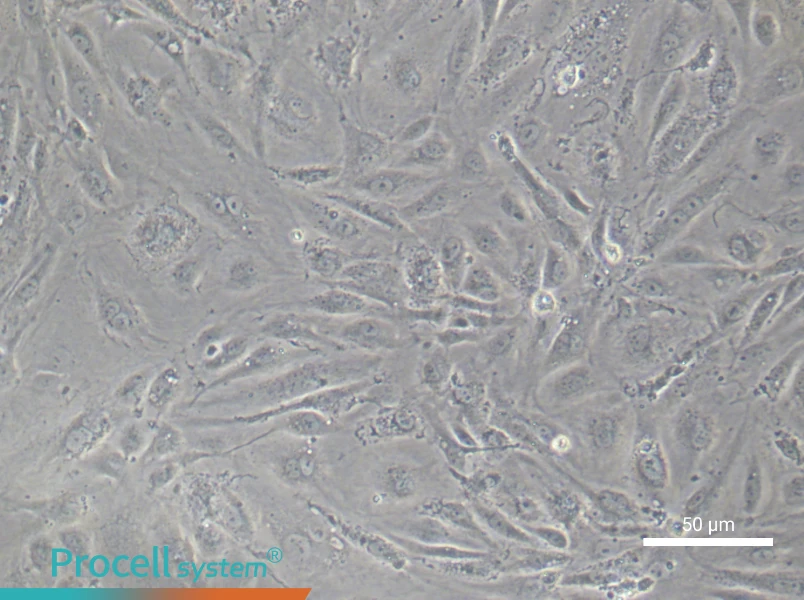 Human Aortic Endothelial (Primary cell immortalization) Cell Complete Medium - 6