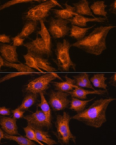 Immunofluorescence analysis of C6 cells using Apolipoprotein A2 Polyclonal Antibody at dilution of 1:100. Blue: DAPI for nuclear staining.