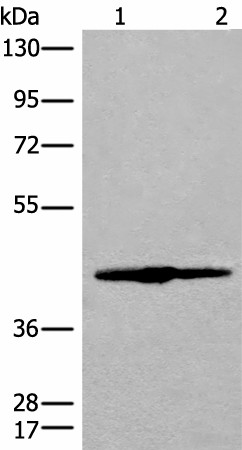 Western blot analysis of 293T cell lysate  using IVD Polyclonal Antibody at dilution of 1:500