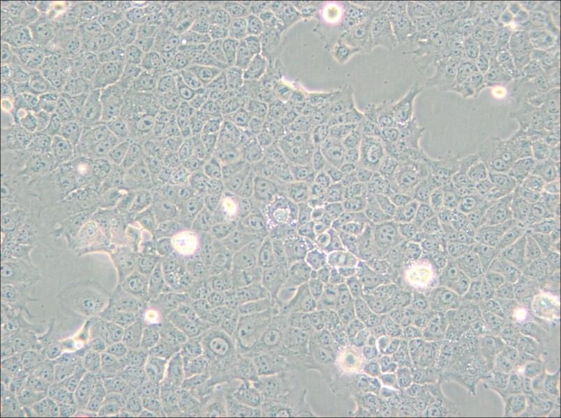 AML12 Cell Complete Medium - 4