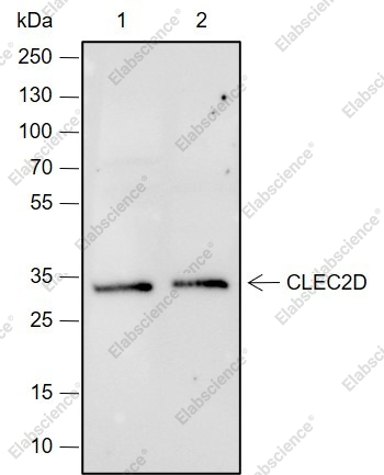 Recombinant CLEC2D Monoclonal Antibody - 1