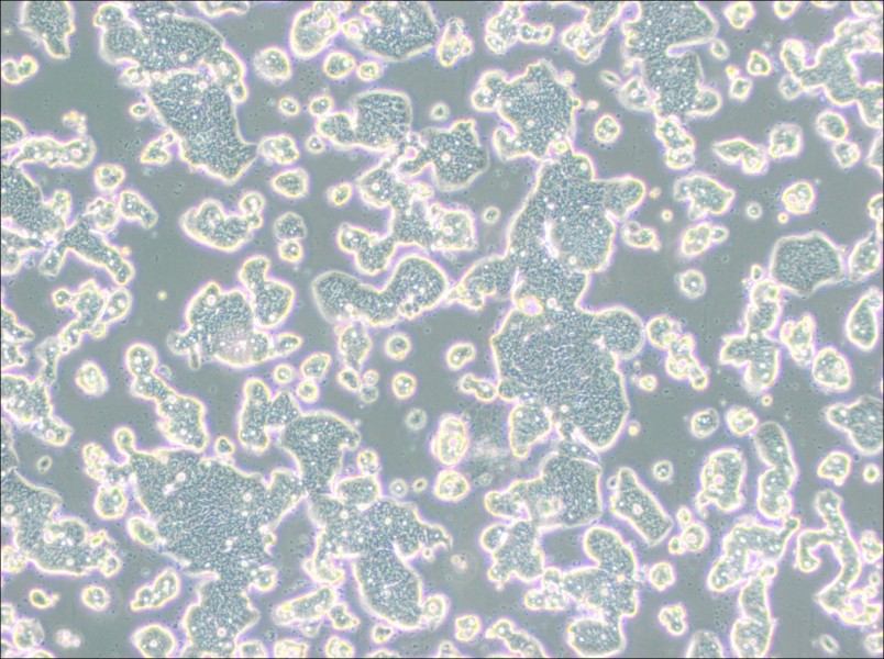 LS513 Cell Complete MediumLS513 Cell Complete Medium - 3