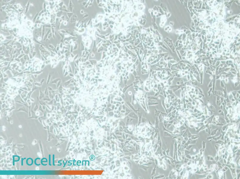 MES-SA Cell Complete MediumMES-SA Cell Complete Medium - 3