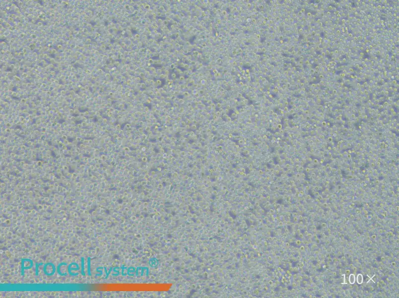 Sc-1 Cell Complete MediumSc-1 Cell Complete Medium - 3