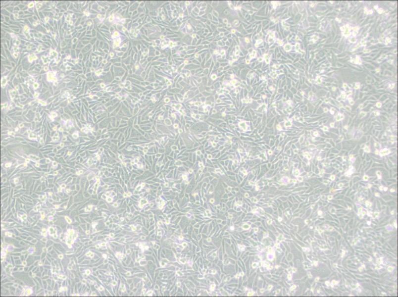 CHO/dhFr- [CHO-DXB11] Cell Complete Medium - 3