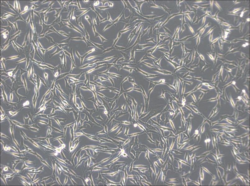 WM-266-4 Cell Complete Medium - 2