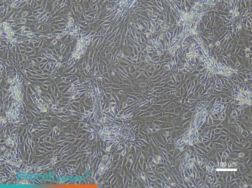 Mouse Corneal Epithelial Cell Complete Medium - 2