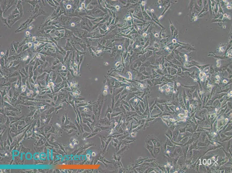 SW1573 (DMEM) Cell Complete Medium - 2