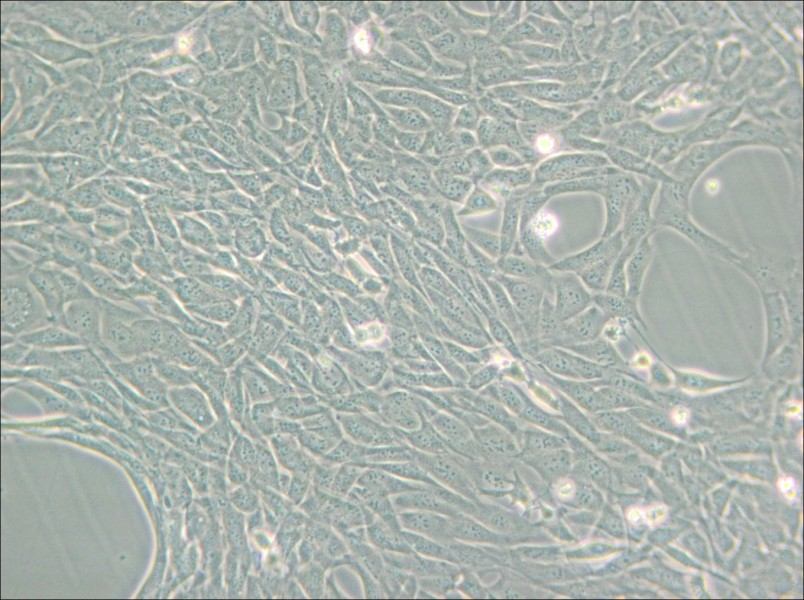 HT22 Cell Complete Medium - 6