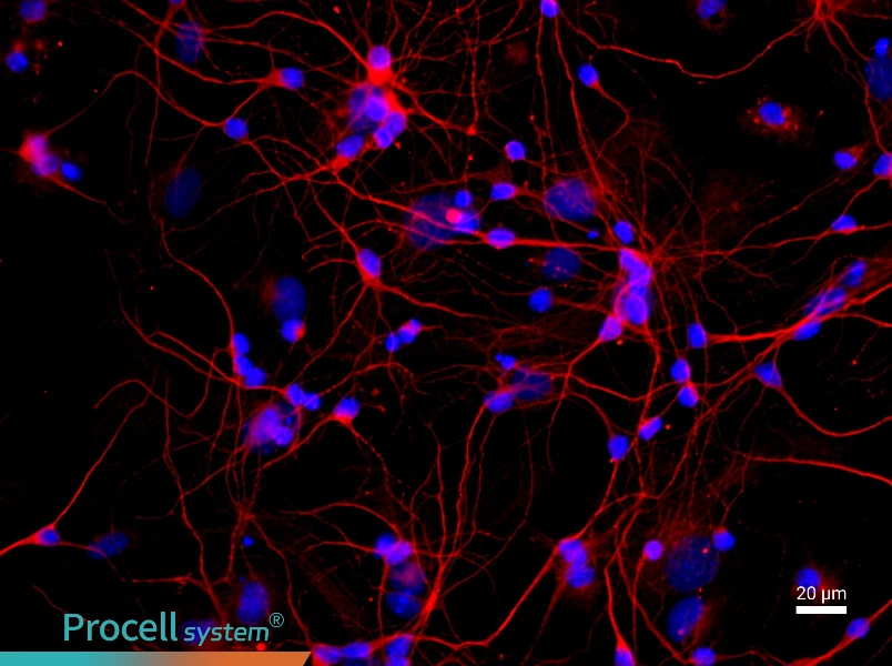 Rat Cortical Neuron Complete Medium - 2