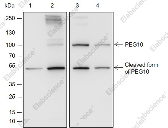 Recombinant PEG10 Monoclonal Antibody - 1
