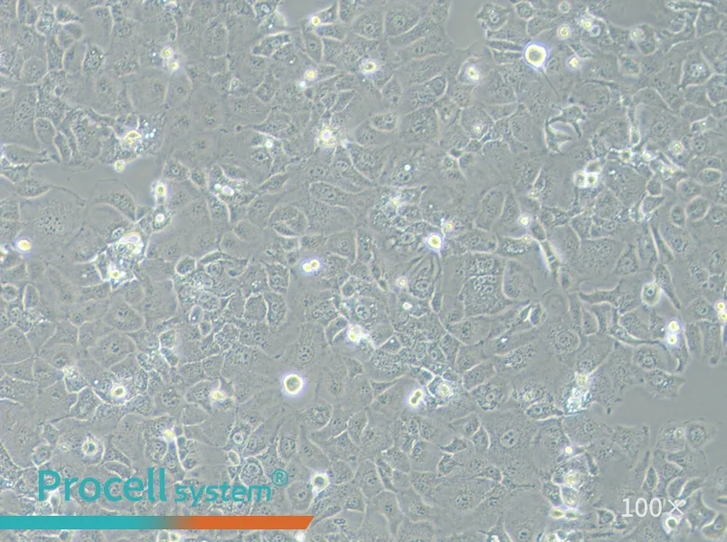 PLC/PRF/5 Cell Complete Medium - 1
