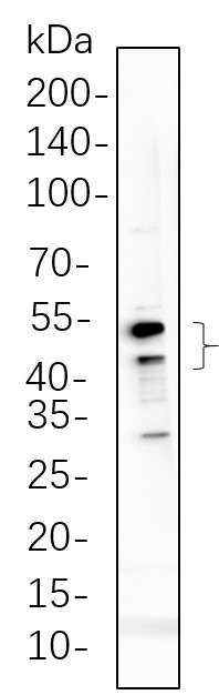 Recombinant Phospho-GSK3 α, β (Tyr216, Tyr279) Monoclonal Antibody-searchlist-1