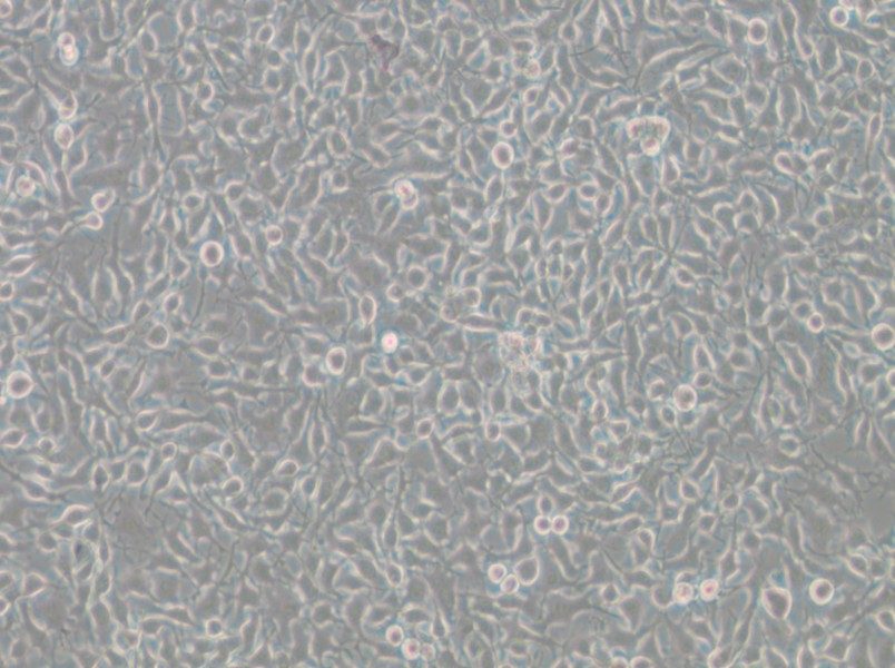 B16-F10 Cell Complete Medium - 3