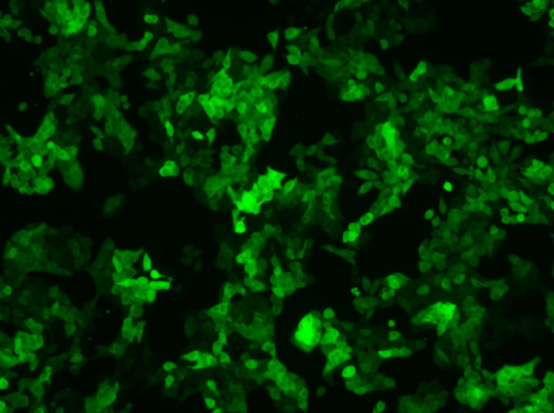 SW620-GFP (DMEM) Cell Complete Medium-searchlist-1