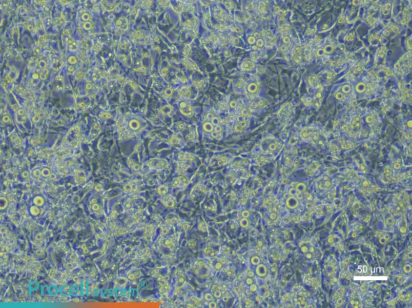 Mouse Brown Adipocyte Complete Medium - 6