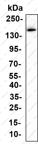 Recombinant Patched Monoclonal Antibody - 1