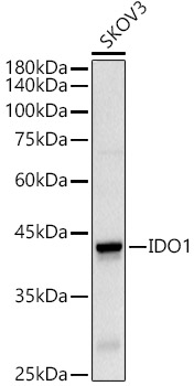 Western blot analysis of extracts of SKOV3 cells using IDO1 Polyclonal Antibody at 1:500 dilution.