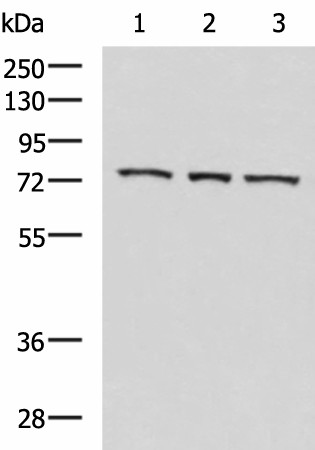 Western blot analysis of K562 cell Mouse heart tissue Jurkat cell lysates  using ABI2 Polyclonal Antibody at dilution of 1:550