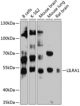 Western blot analysis of extracts of various cell lines using LILRA1 Polyclonal Antibody at 1:3000 dilution.