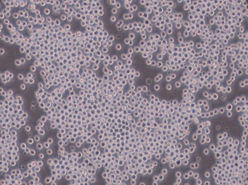 Sp2/0-Ag14[SP2/0] Cell Complete Medium - 4