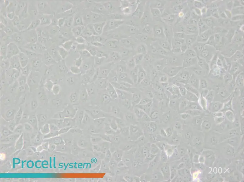 Mahlavu Cell Complete Medium - small - 5