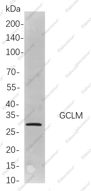 Recombinant GCLM Monoclonal Antibody - 1