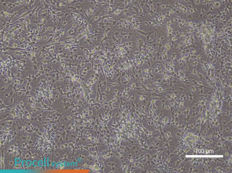 Rat Spinal Cord Astrocyte Complete Medium - 2