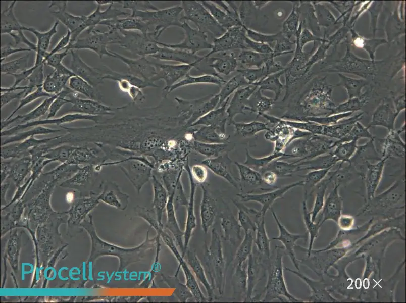 HS-27A Cell Complete Medium - 5