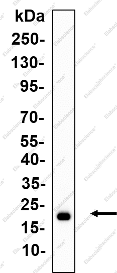 Recombinant Bcl-w Monoclonal Antibody - 2