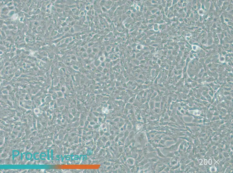 V79 Cell Complete Medium - 5