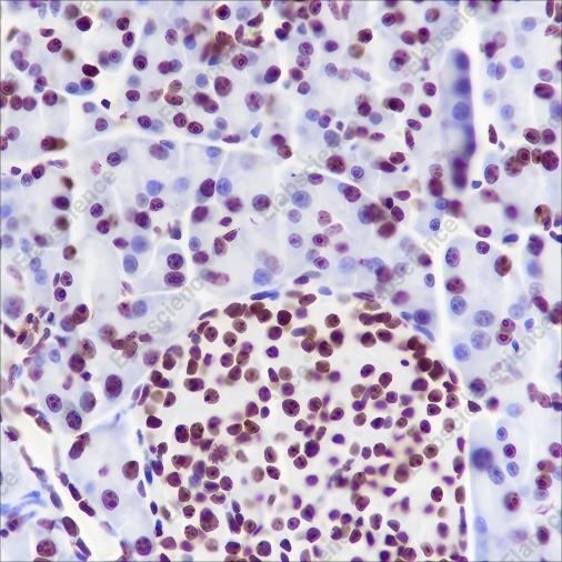 Recombinant NPM1 Monoclonal Antibody - 3