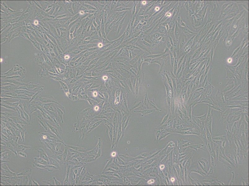 H9c2(2-1) Cell Complete Medium - 2