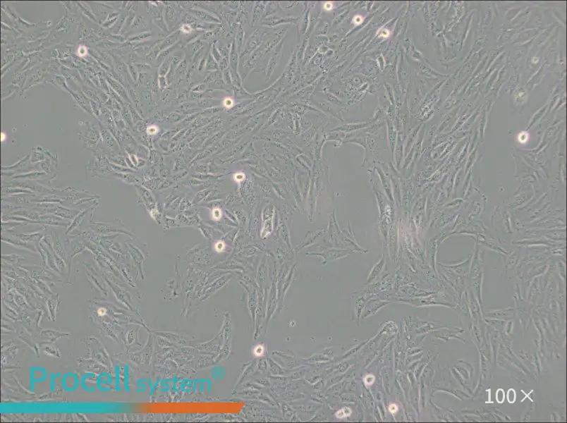 H9c2(2-1) Cell Complete Medium - 2