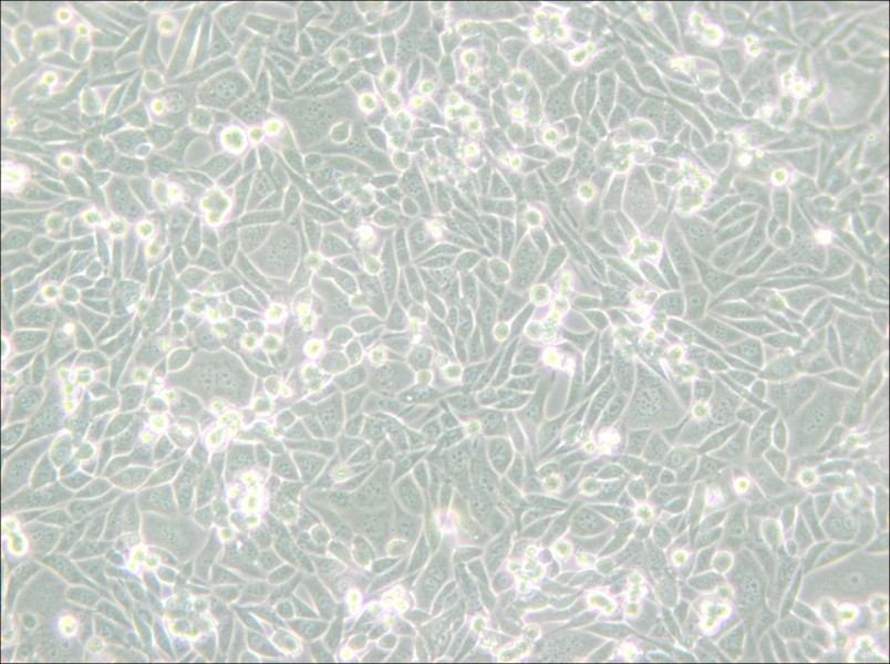 CHO/dhFr- [CHO-DXB11] Cell Complete Medium - small - 6