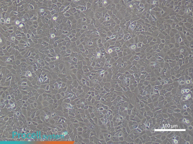 Mouse Osteoblast Complete MediumMouse Osteoblast Complete Medium - 2