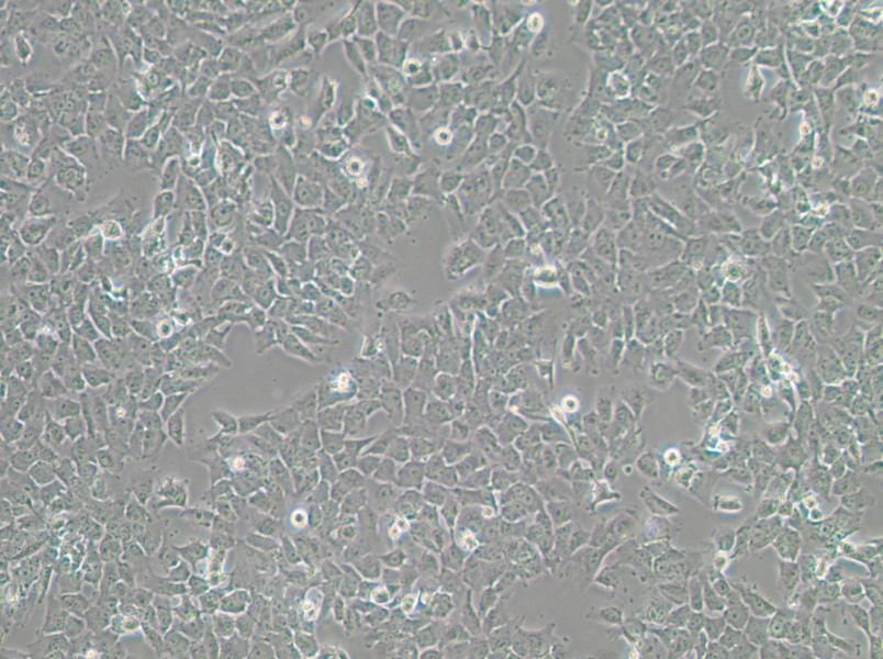 SK-MES-1 Cell Complete MediumSK-MES-1 Cell Complete Medium - 2