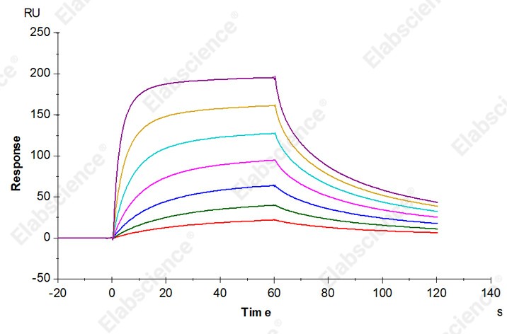 Recombinant Human FCGRT & B2M Heterodimer Protein - 2