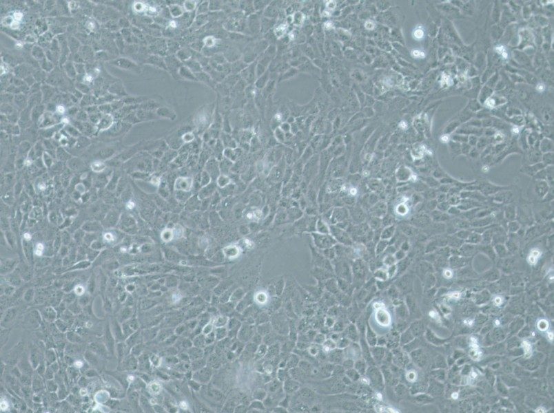 WI-38 VA-13 subline 2RA Cell Complete Medium-searchlist-1