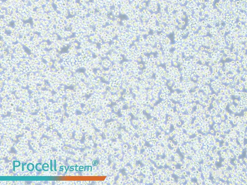 H22 Cell Complete Medium - 2