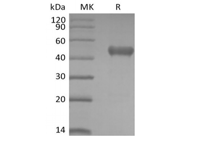 Immobilized Human PVRIG-mFc(Cat#PKSH034019) at 10ug/ml (100 ul/well) can bind Biotinylated Human Nectin-2-His-Avi(Cat#PKSH034032). The ED50 of Biotinylated Human Nectin-2-His-Avi(Cat#PKSH034032) is 0.42 ug/ml.