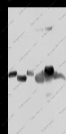 HMGCL Polyclonal Antibody - 1