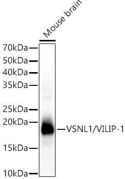 Western blot analysis of Mouse brain using VSNL1/VILIP-1 Polyclonal Antibody at 1:1000 dilution.