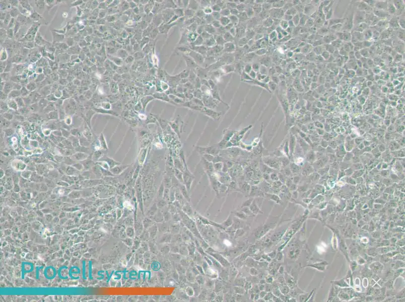 MH7A Cell Complete MediumMH7A Cell Complete Medium - 3