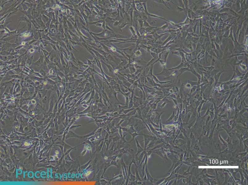 Rat Adipose-Derived Stem Cell Complete Medium - 2