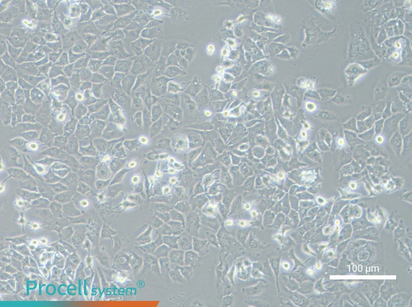 MHCC97-H Cell Complete MediumMHCC97-H Cell Complete Medium - 3