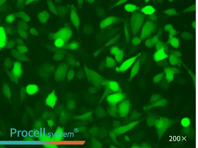 PC-3-LUC-EGFP Cell Complete Medium - 2